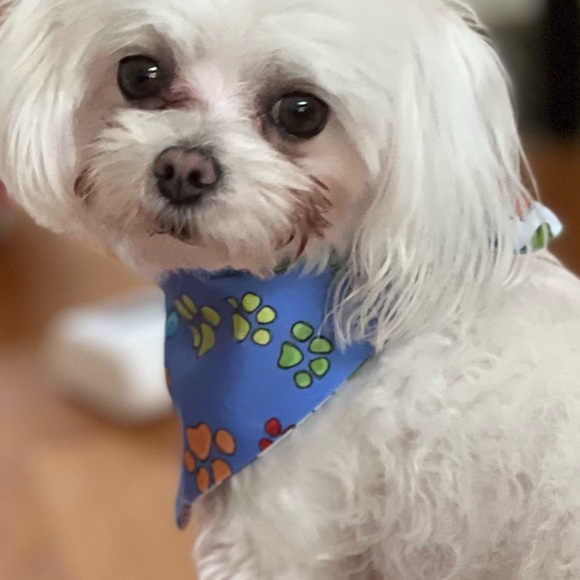 Fabulous Dog Bandana - Picture 7 of 7